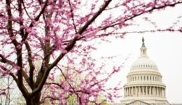 Spring blossoms at the US Capitol