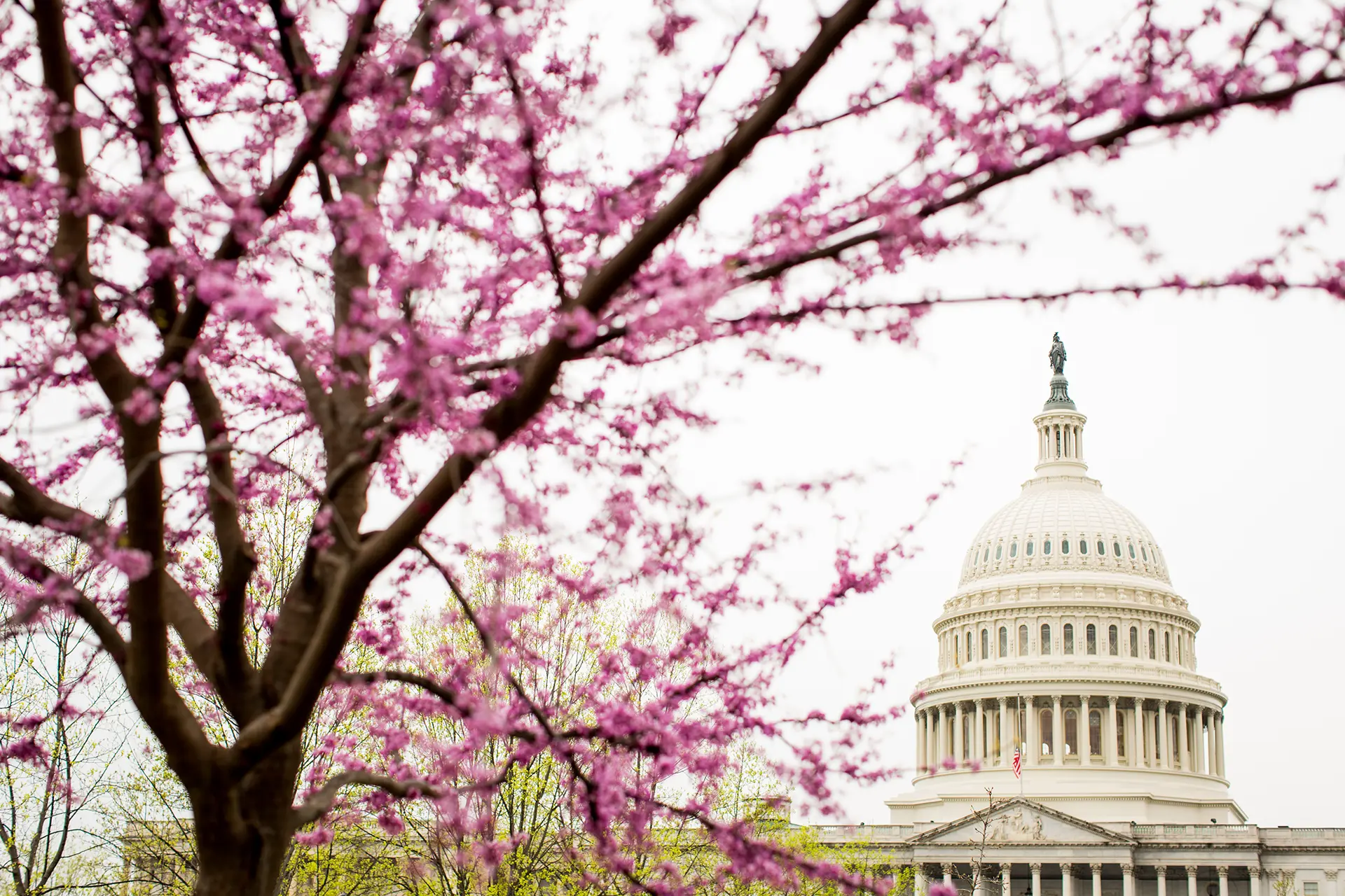 Spring blossoms at the US Capitol